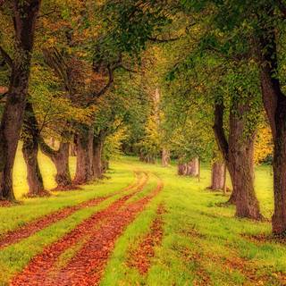 Trees desktop wallpaper