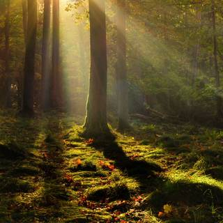 Trees desktop wallpaper