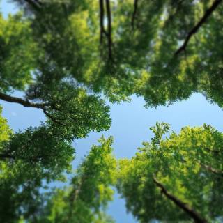 Trees desktop wallpaper