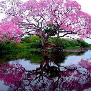 Trees desktop wallpaper