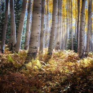 Trees desktop wallpaper