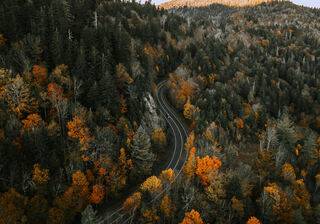 Trees desktop wallpaper