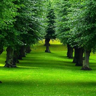 Trees desktop wallpaper