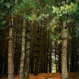 Mobile tree wallpaper