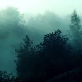 Trees desktop wallpaper