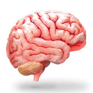 Brain desktop wallpaper