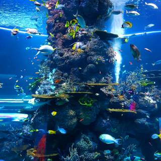 Underwater mobile wallpaper