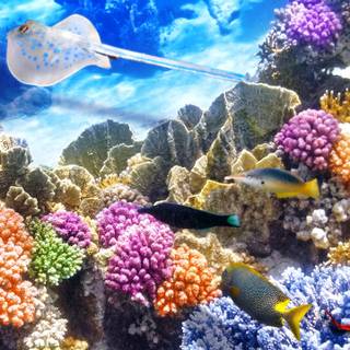 Underwater mobile wallpaper