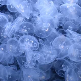 Underwater mobile wallpaper