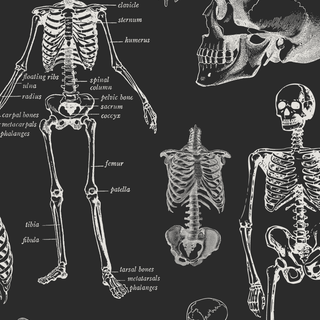 Skeleton mobile wallpaper