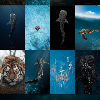 Collage mobile wallpaper