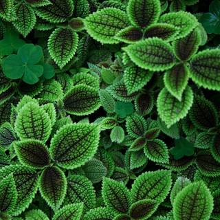 Leaves mobile wallpaper