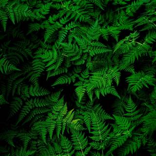 Leaves mobile wallpaper