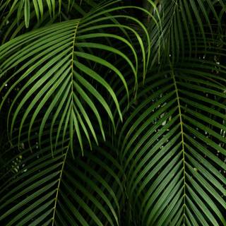 Leaves mobile wallpaper