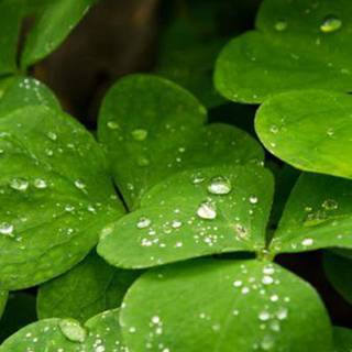 Leaves mobile wallpaper