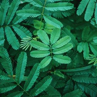 Leaves mobile wallpaper