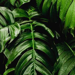 Leaves mobile wallpaper