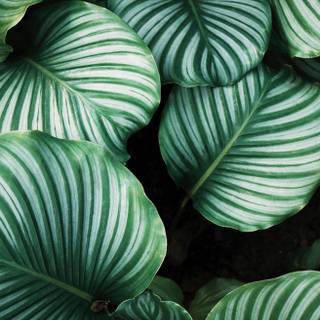 Leaves mobile wallpaper