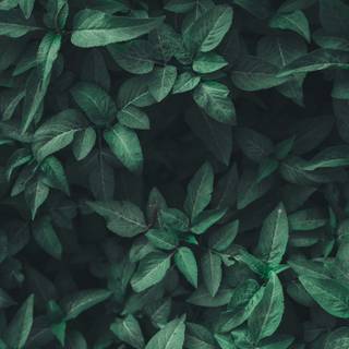 Leaves mobile wallpaper