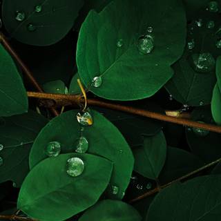 Leaves mobile wallpaper