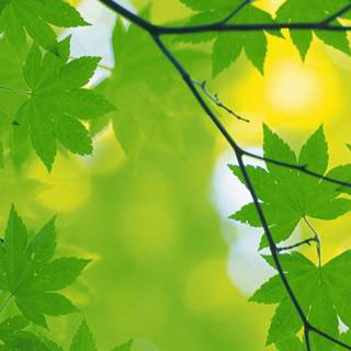 Leaves mobile wallpaper