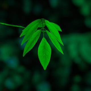 Leaves mobile wallpaper