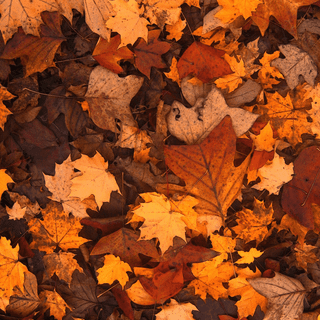 Leaves mobile wallpaper