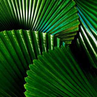 Leaves mobile wallpaper