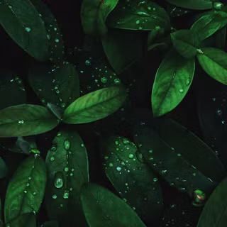 Leaves mobile wallpaper