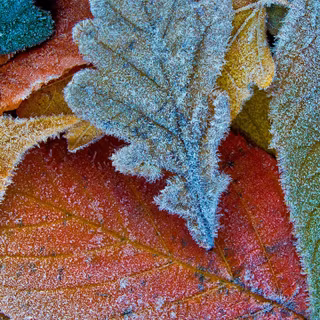 Leaves mobile wallpaper