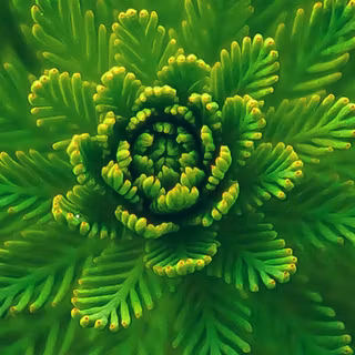 Leaves mobile wallpaper