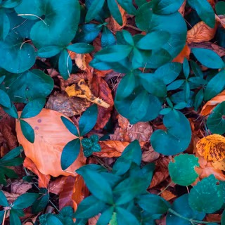 Leaves mobile wallpaper