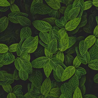 Leaves mobile wallpaper