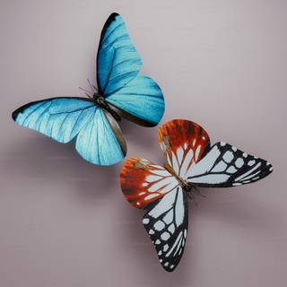 Butterfly PC 4k wallpaper