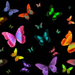 Butterfly PC 4k wallpaper