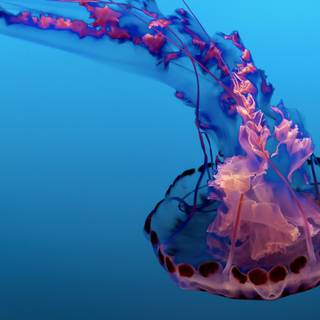 4k blue pink wallpaper