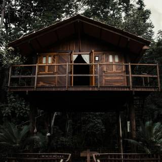 Tree house 4k wallpaper