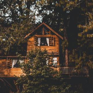 Tree house 4k wallpaper