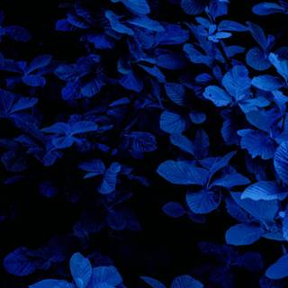 Blue black iPhone wallpaper