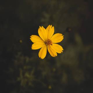 Yellow black iPhone wallpaper