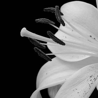 Monochrome iPhone wallpaper