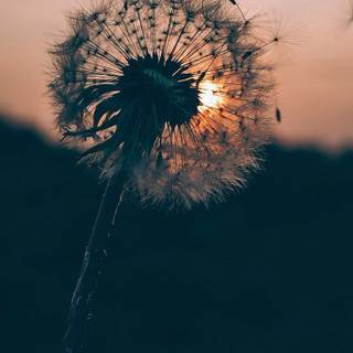 Dandelion iPhone wallpaper