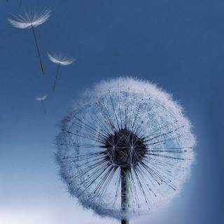 Dandelion iPhone wallpaper