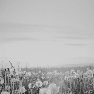 Dandelion iPhone wallpaper