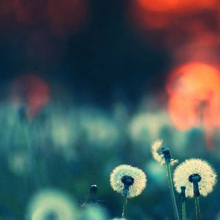 Dandelion iPhone wallpaper
