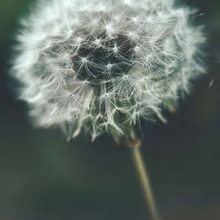 Dandelion iPhone wallpaper