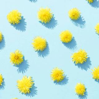 Dandelion iPhone wallpaper