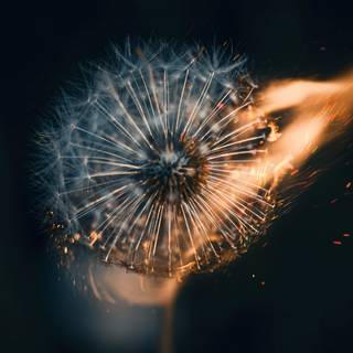 Dandelion iPhone wallpaper
