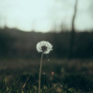 Dandelion iPhone wallpaper