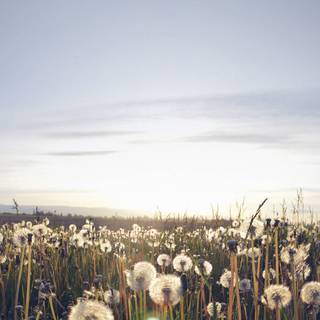 Dandelion iPhone wallpaper